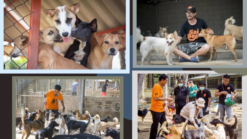 A collage of pictures of dogs in cages in Phuket hotels.