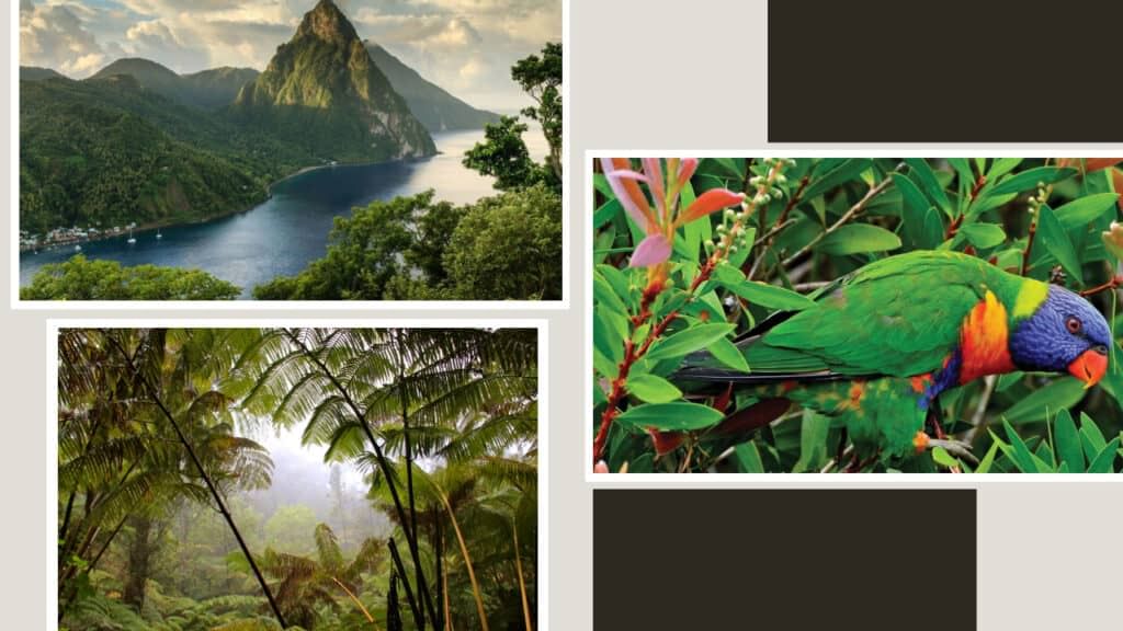 A collage of pictures showcasing a colorful bird and a stunning lake in St. Lucia.