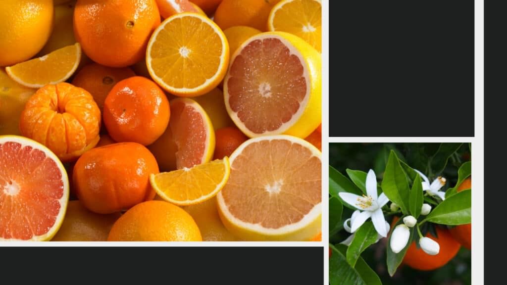 A collage of citrus fruits.